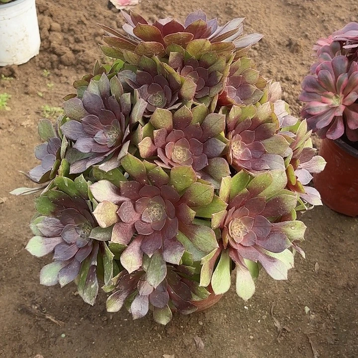多肉植物桃花石25