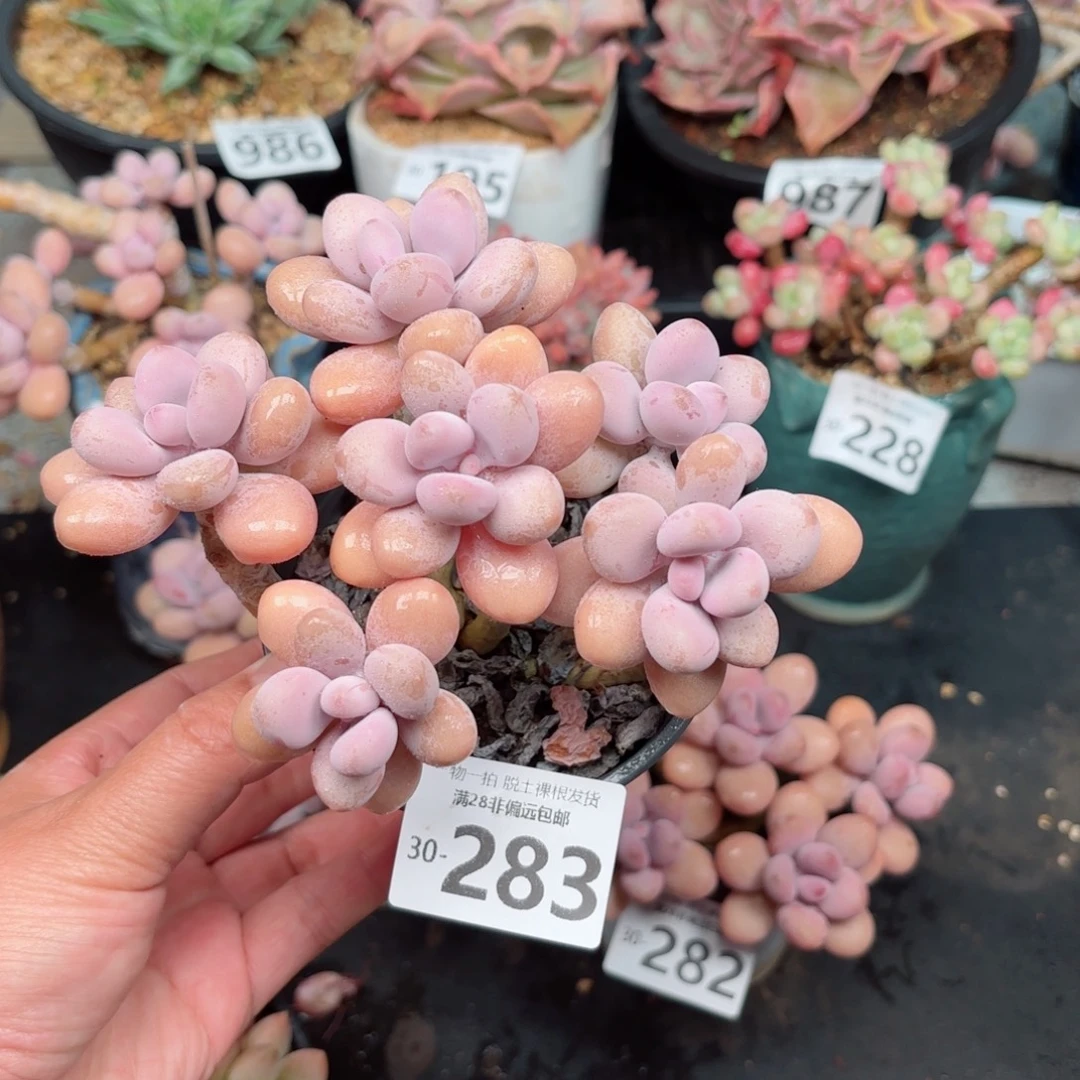 糖果桃蛋6头无盆土发货