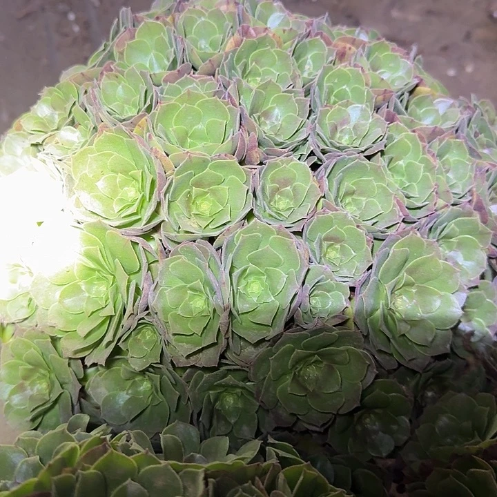 精品红心沙拉碗绣球朵朵巨无霸亏本福利