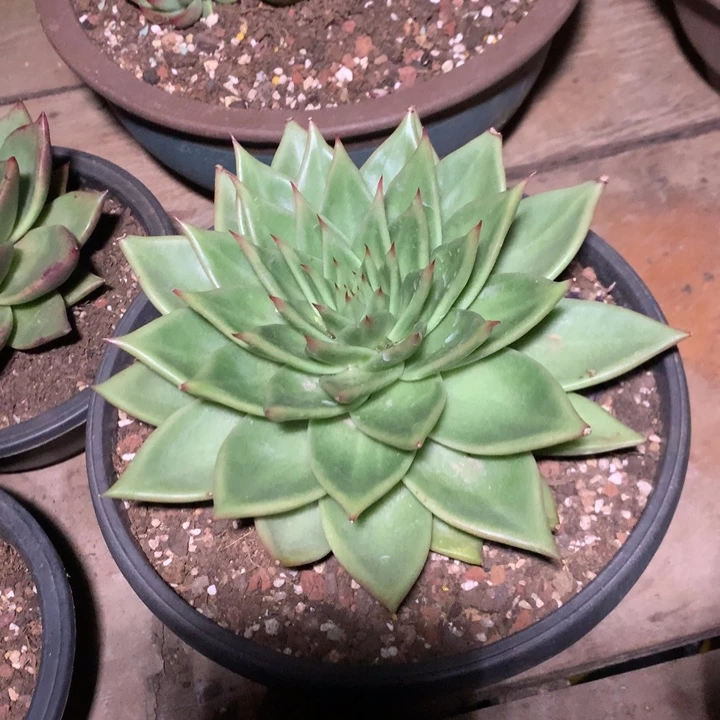 美肉特价活动开始啦