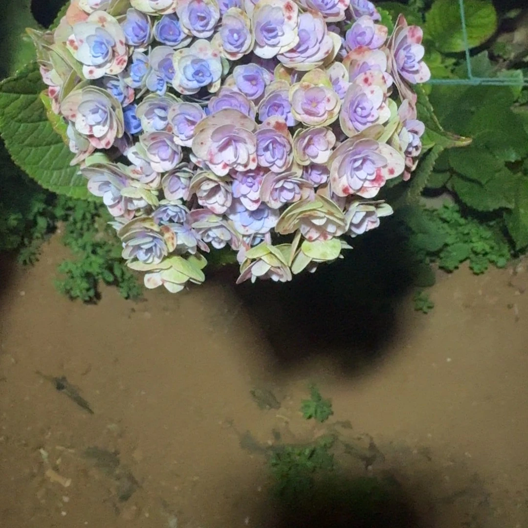 大部分花苞少量开放105