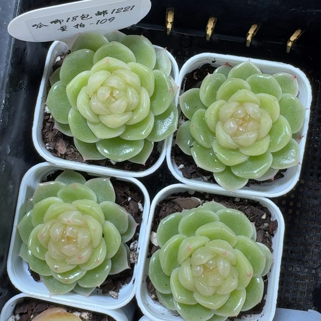 1221-109-0006一颗量拍