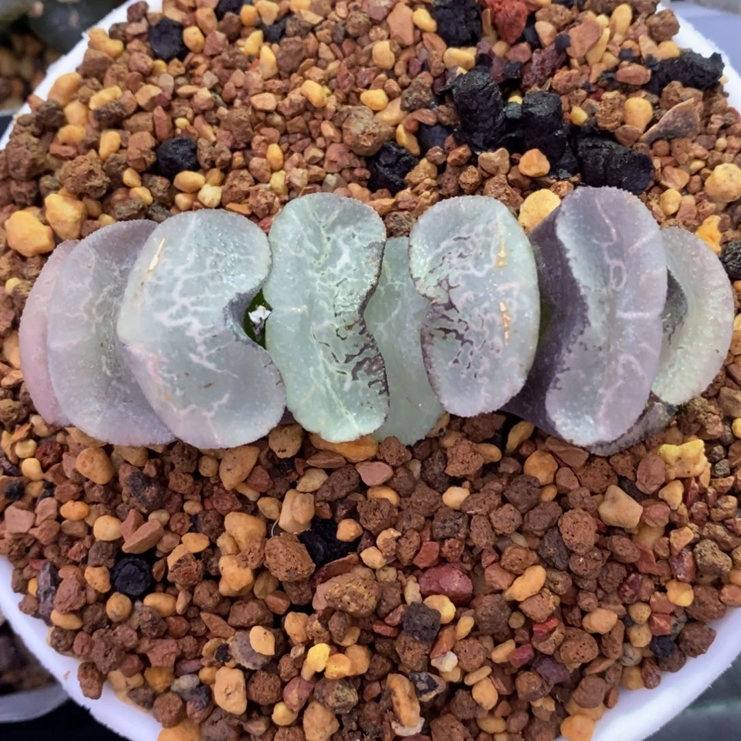 一颗大宽叶浮躁玉扇