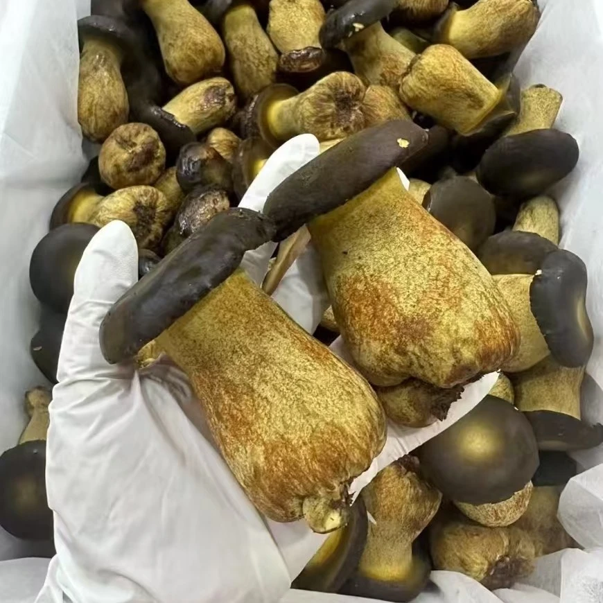 美味牛肝菌顺丰包邮冷链云南见手青当天现采火锅炒菜煲汤当季菌菇