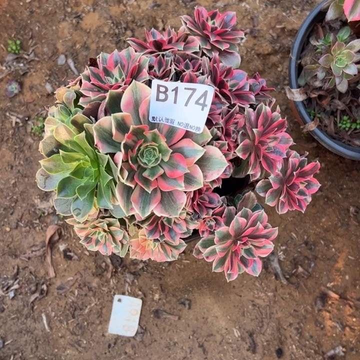 女妖砍头桩多肉植物174.