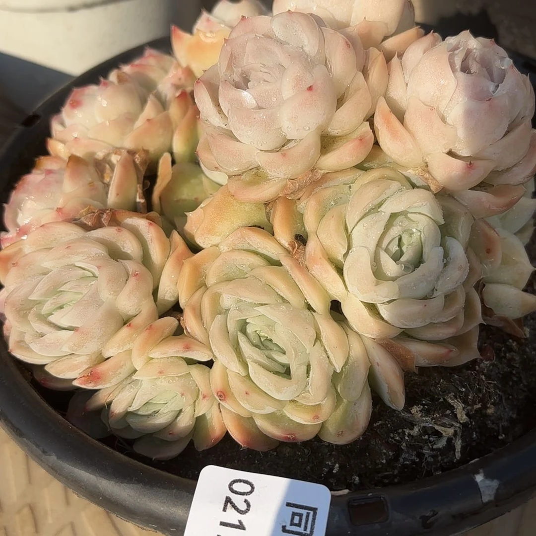 同温层多肉187西娜