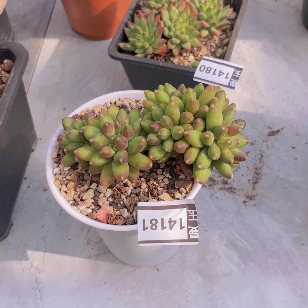 千代田多肉植物14181