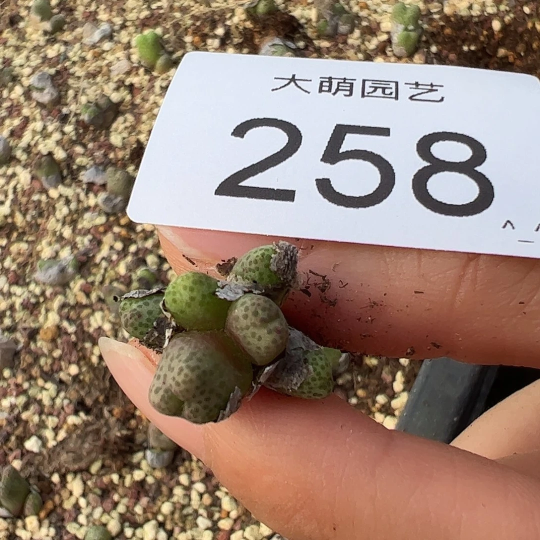 一物一拍园艺955D大型斑马。258