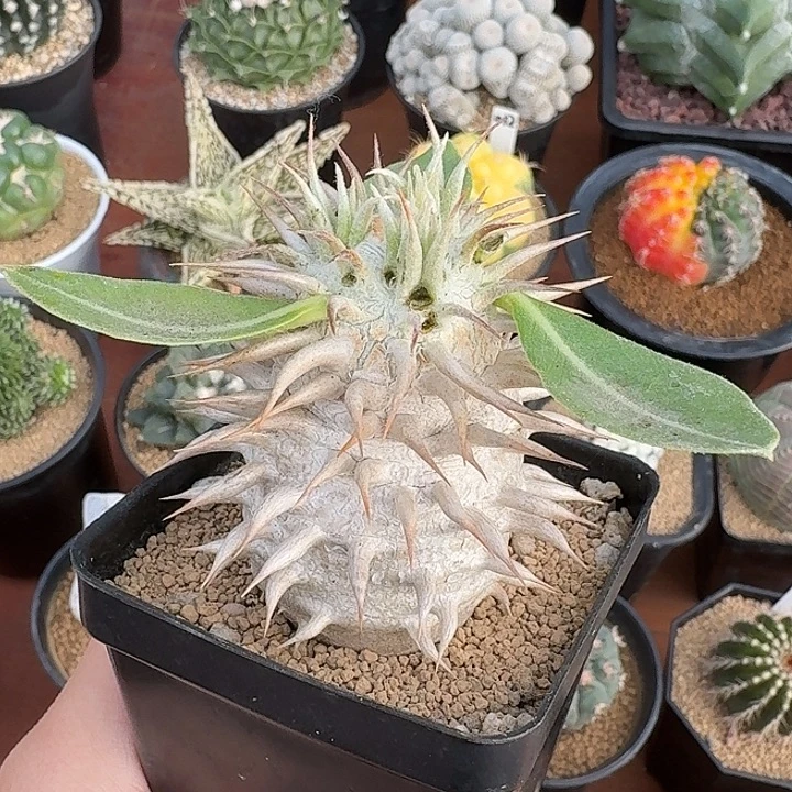 象牙玉仙人球12345