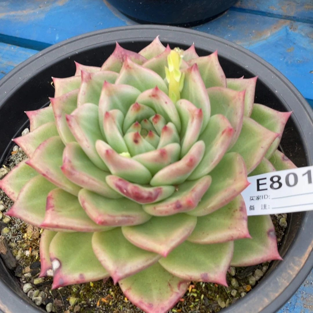 无花朵若如东云组拍E801