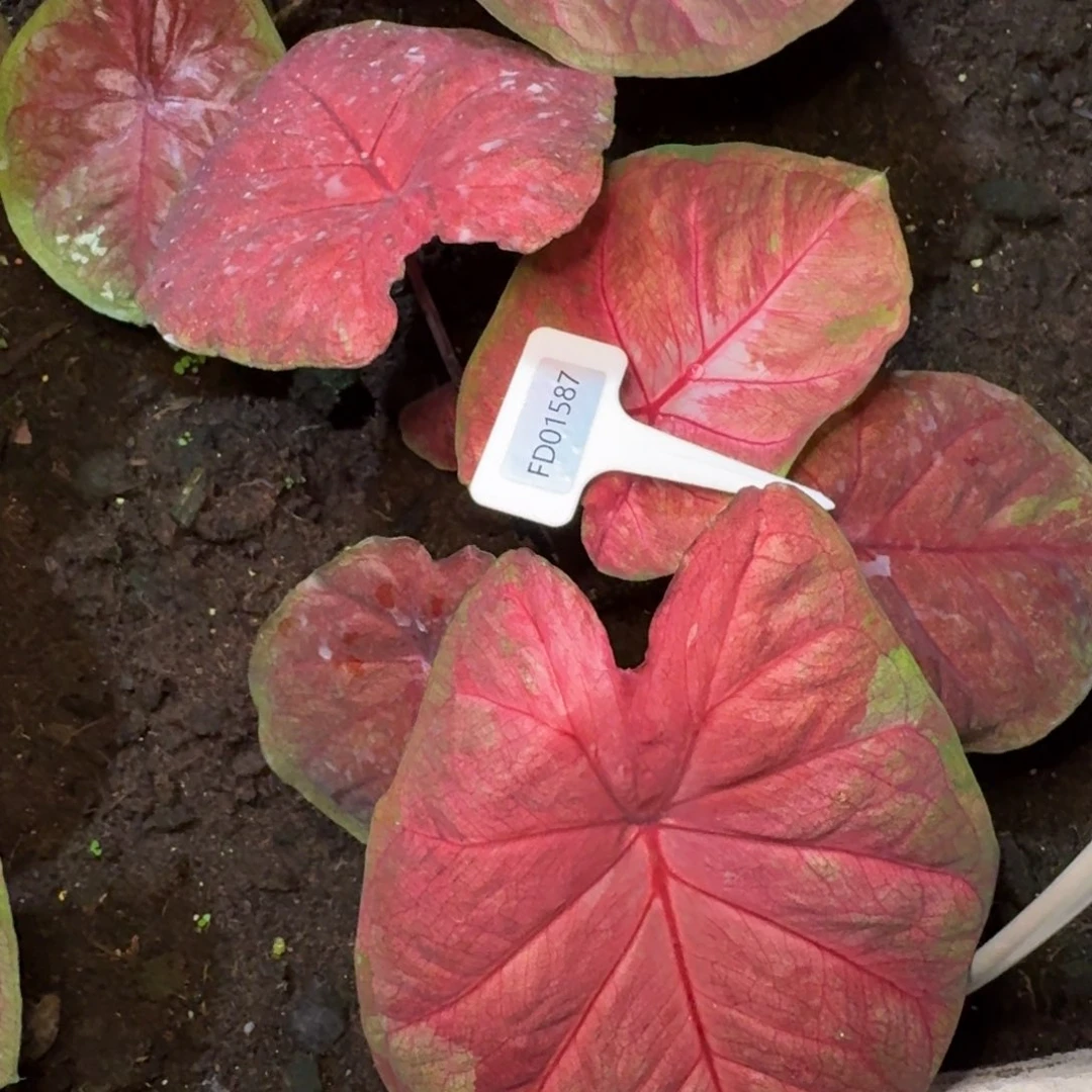 今***白无花朵海王寄养01587