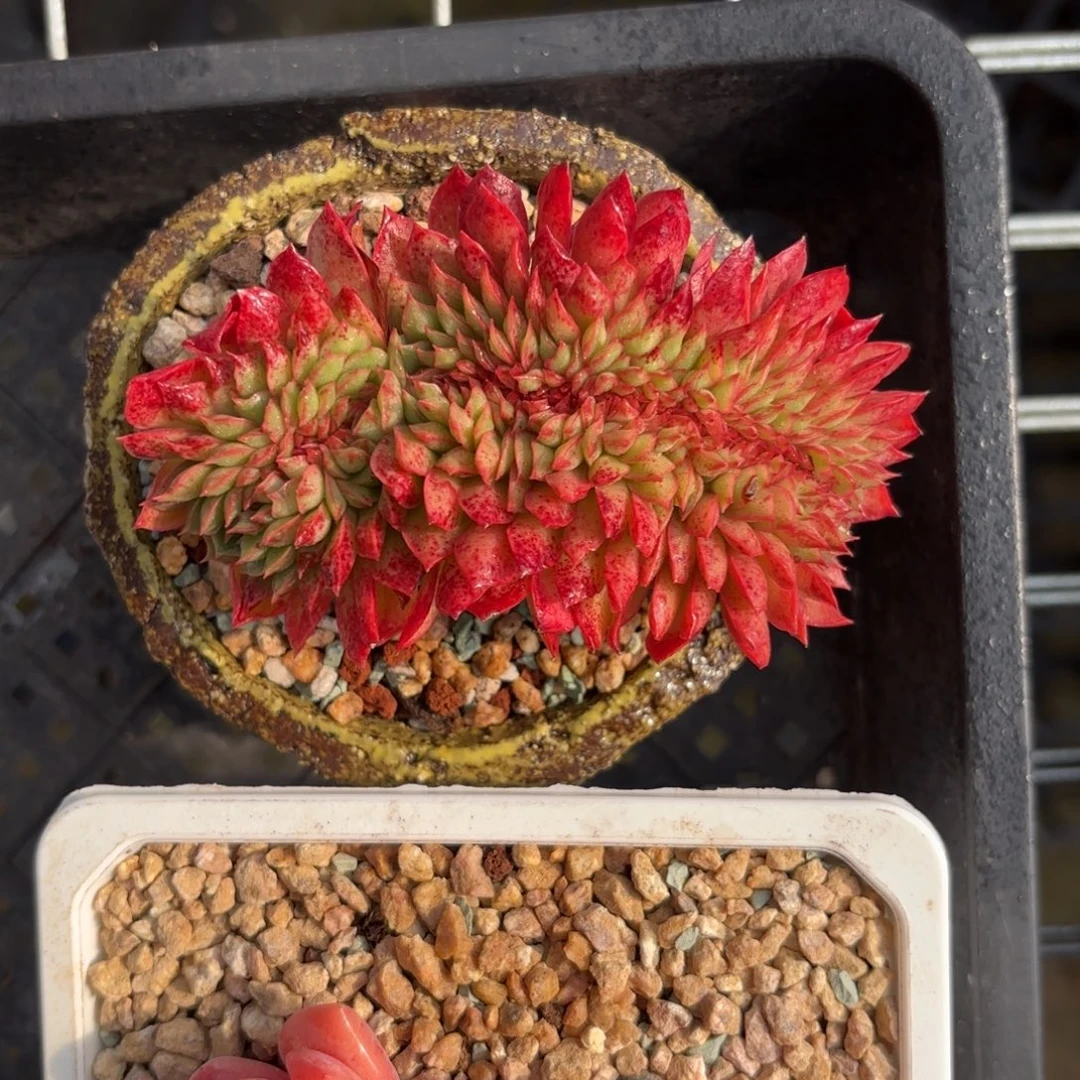 奇异博士缀化一物一拍