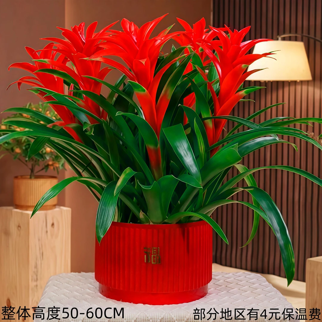 年宵花【鸿运当头5颗桌面款】室内客厅大型绿植盆栽
