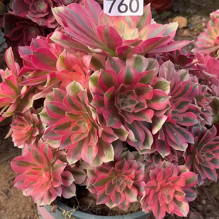 760粉女巫多肉植物