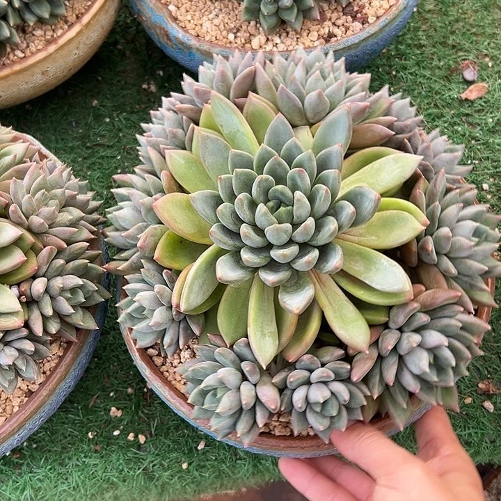 红象牙群生手捧多肉