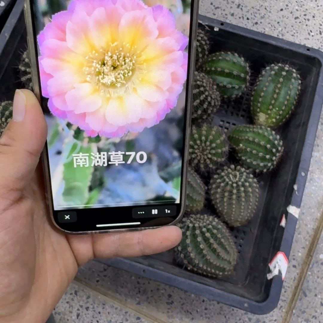 380彩草70歪无根侧牙4公分左右，20包邮