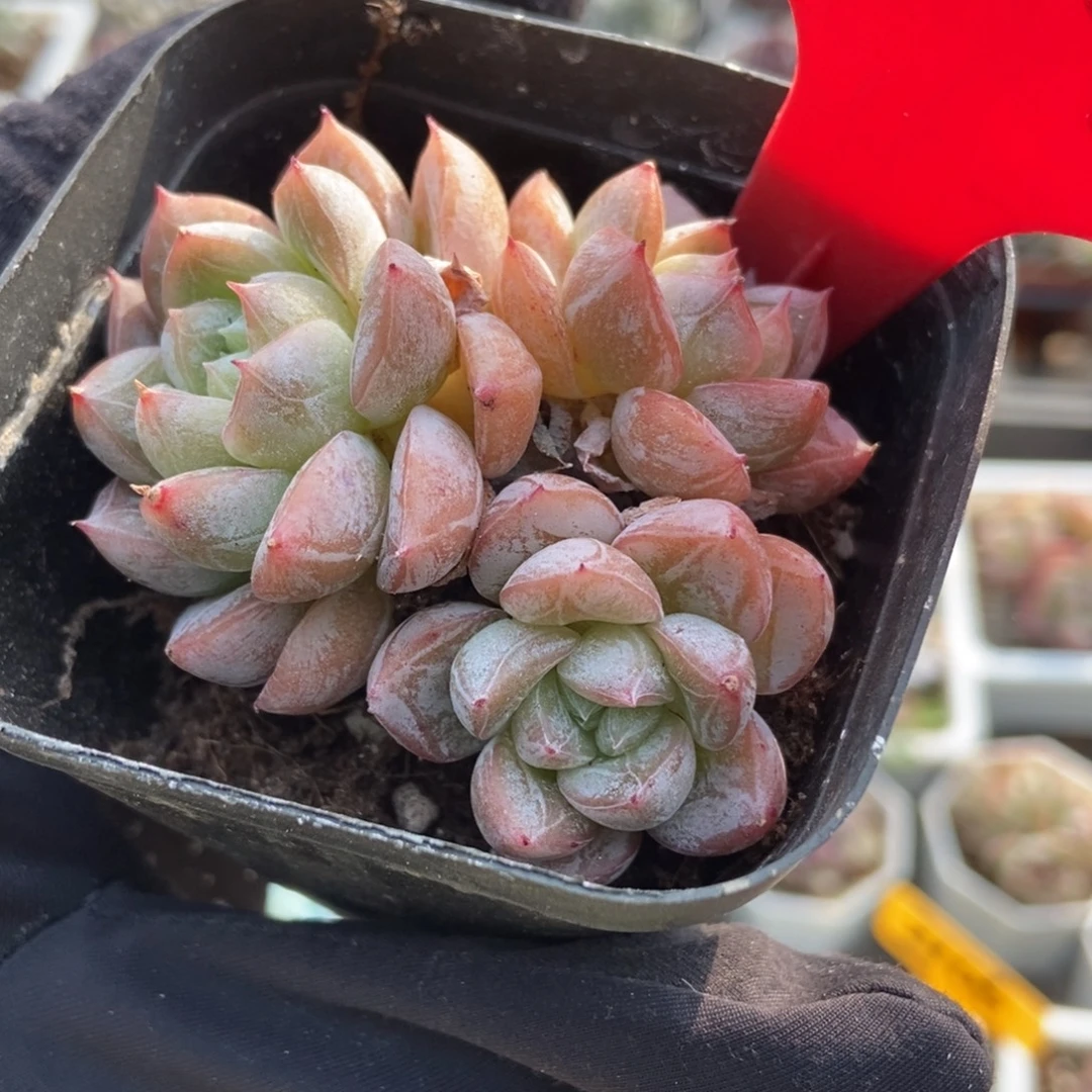 3140爱沙公主多肉植物
