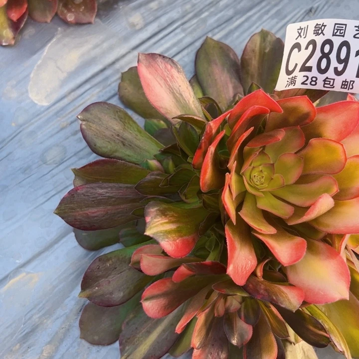 2891流星雨多肉植物法师