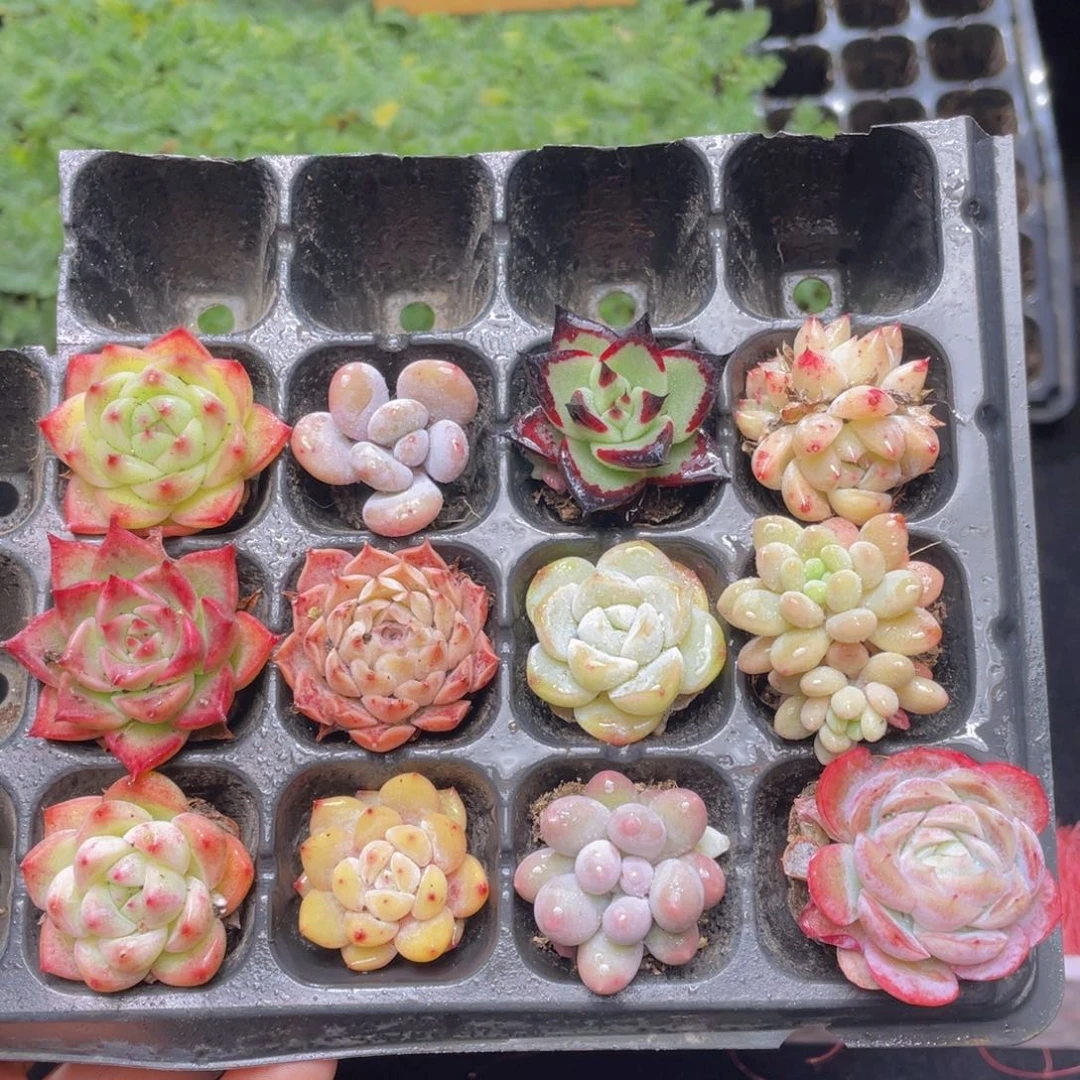 12颗小苗套餐多肉9.9包邮发货