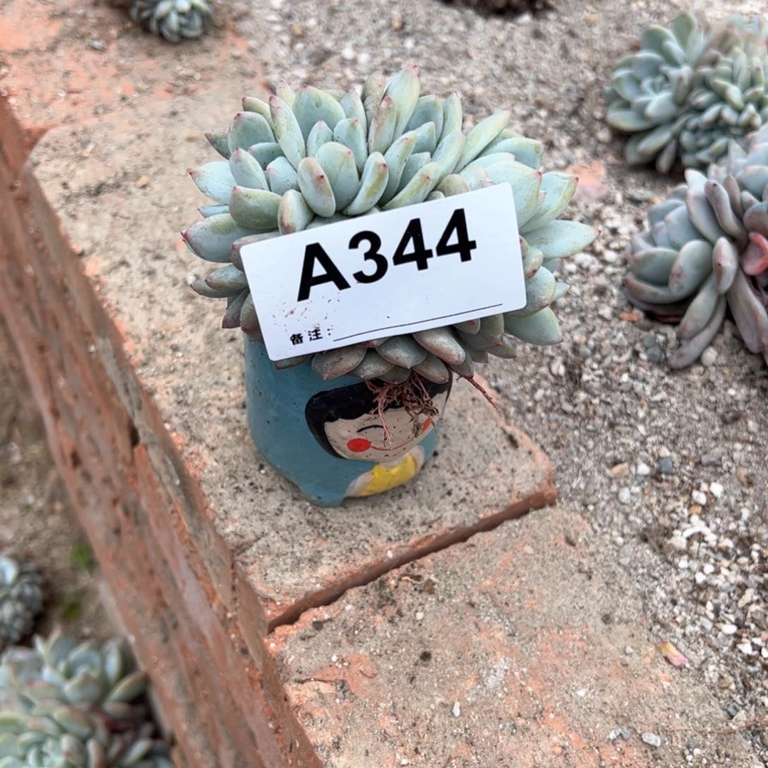 ?**࿐344 多肉多肉多肉多肉多肉多肉