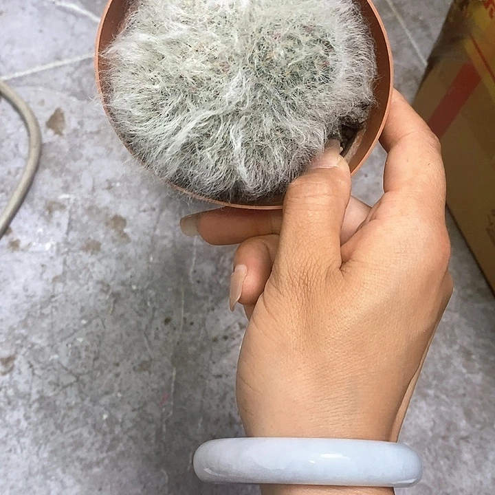 ?*木一物一拍一棵仙人球