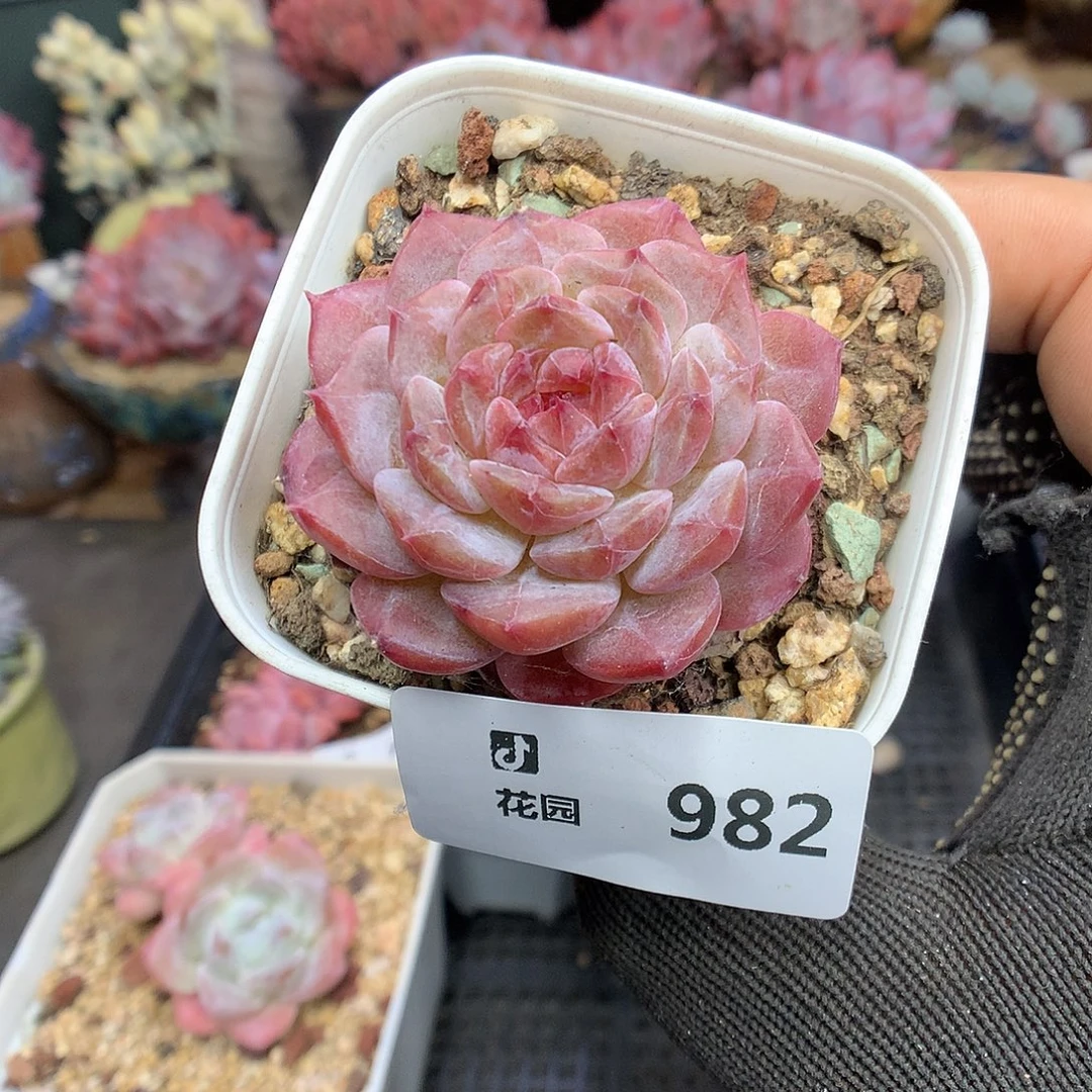 982琥魄多肉植物6666