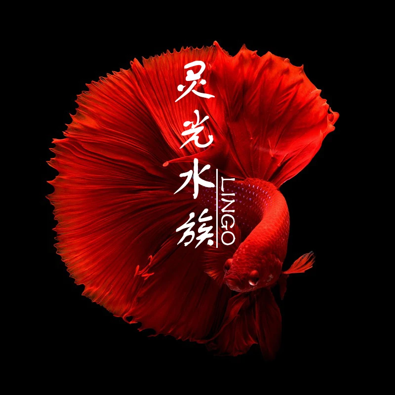 精品泰国斗鱼一条公母随机发货（福袋无售后！！！）