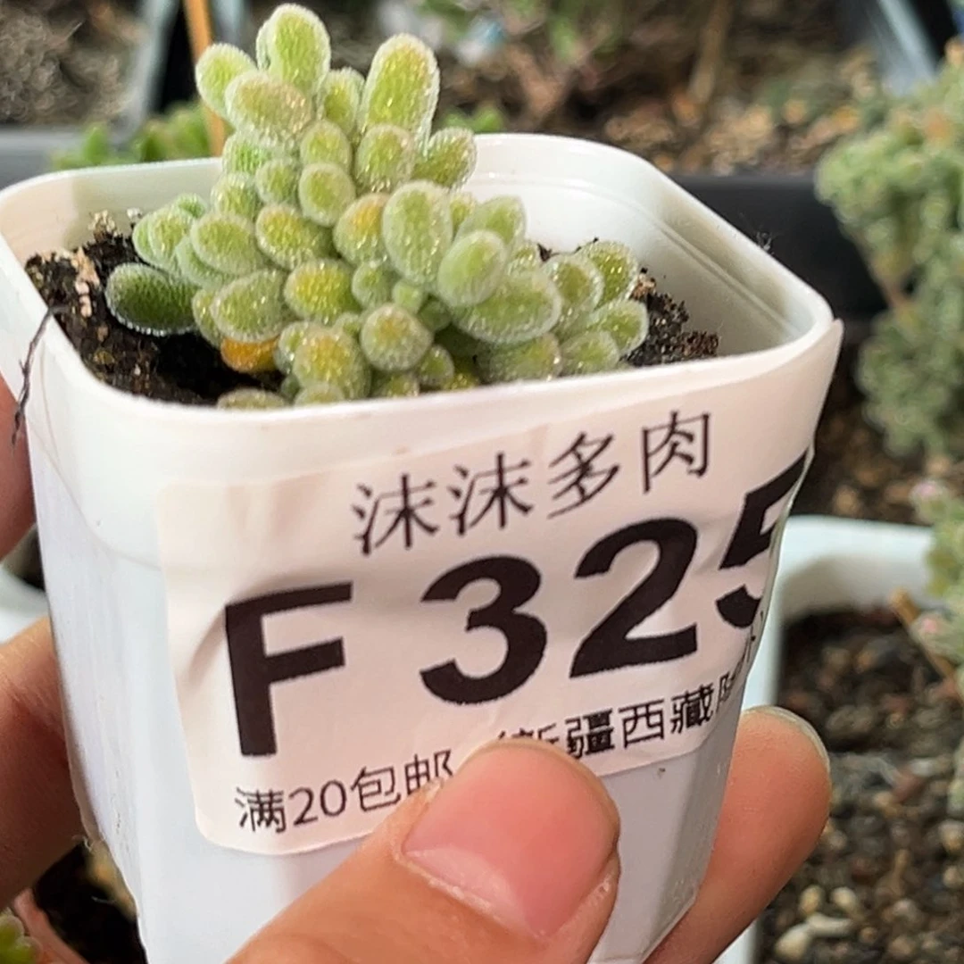 冰钻325。