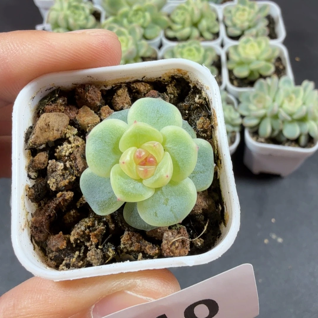 甜心90一物一拍010