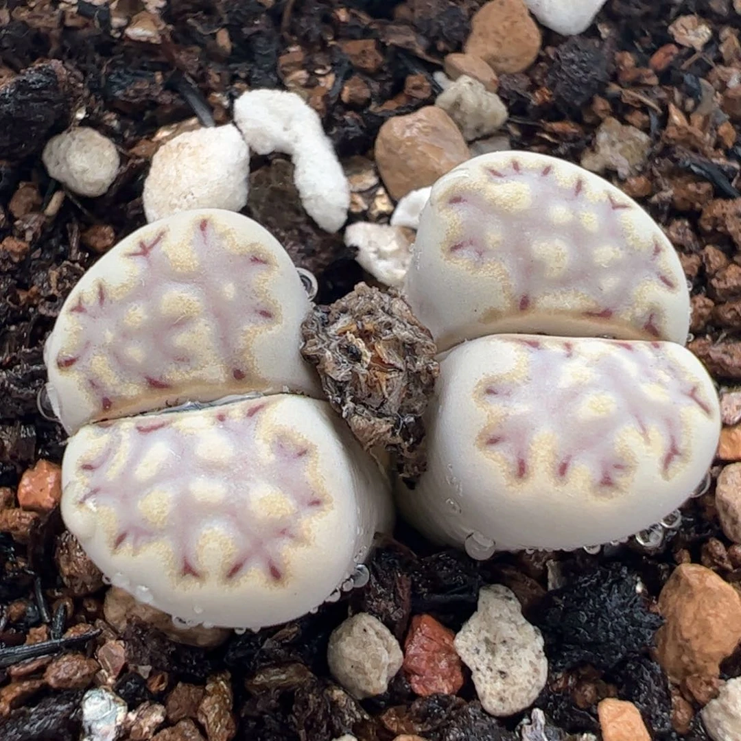 182多肉植物百科