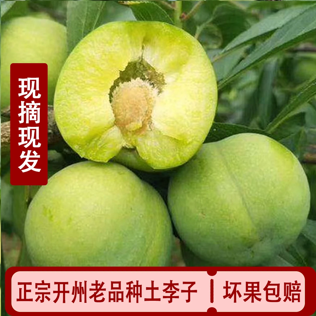 重庆开州土李子脱骨李子脱骨青脆李农家土李子新鲜应季水果孕妇