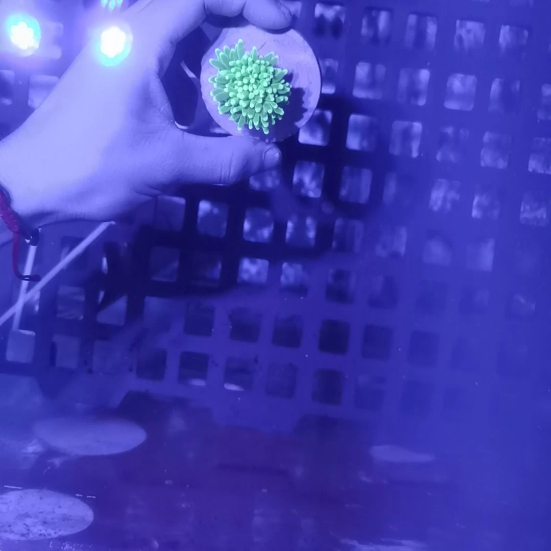 印尼绿火柴一头不包邮