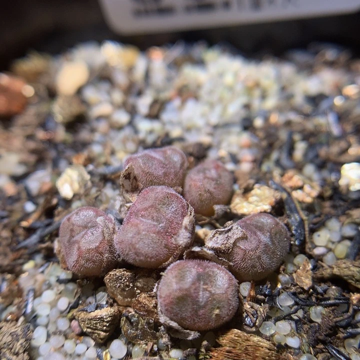 精品生石花36.83