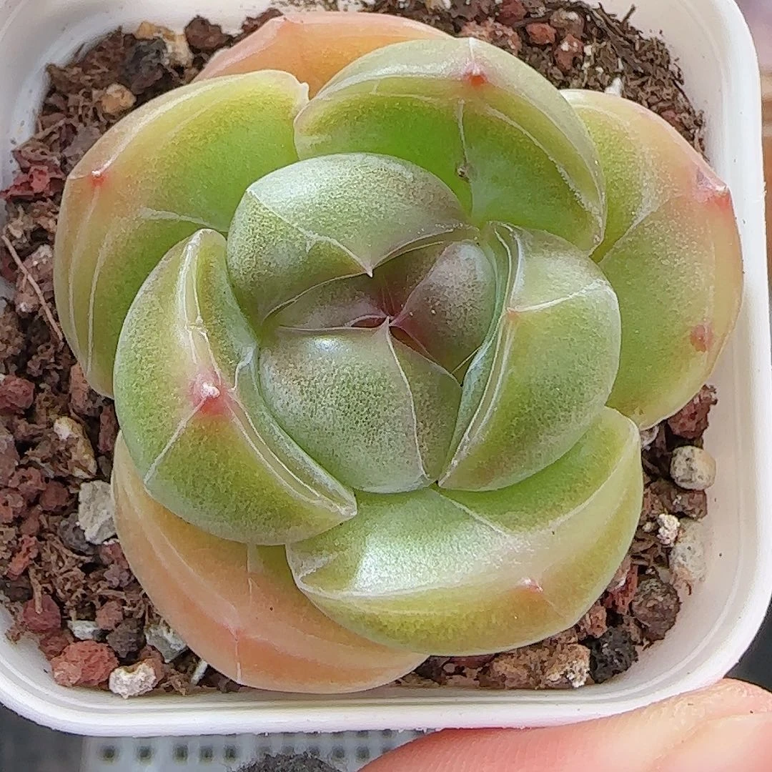 多肉0930--385福利