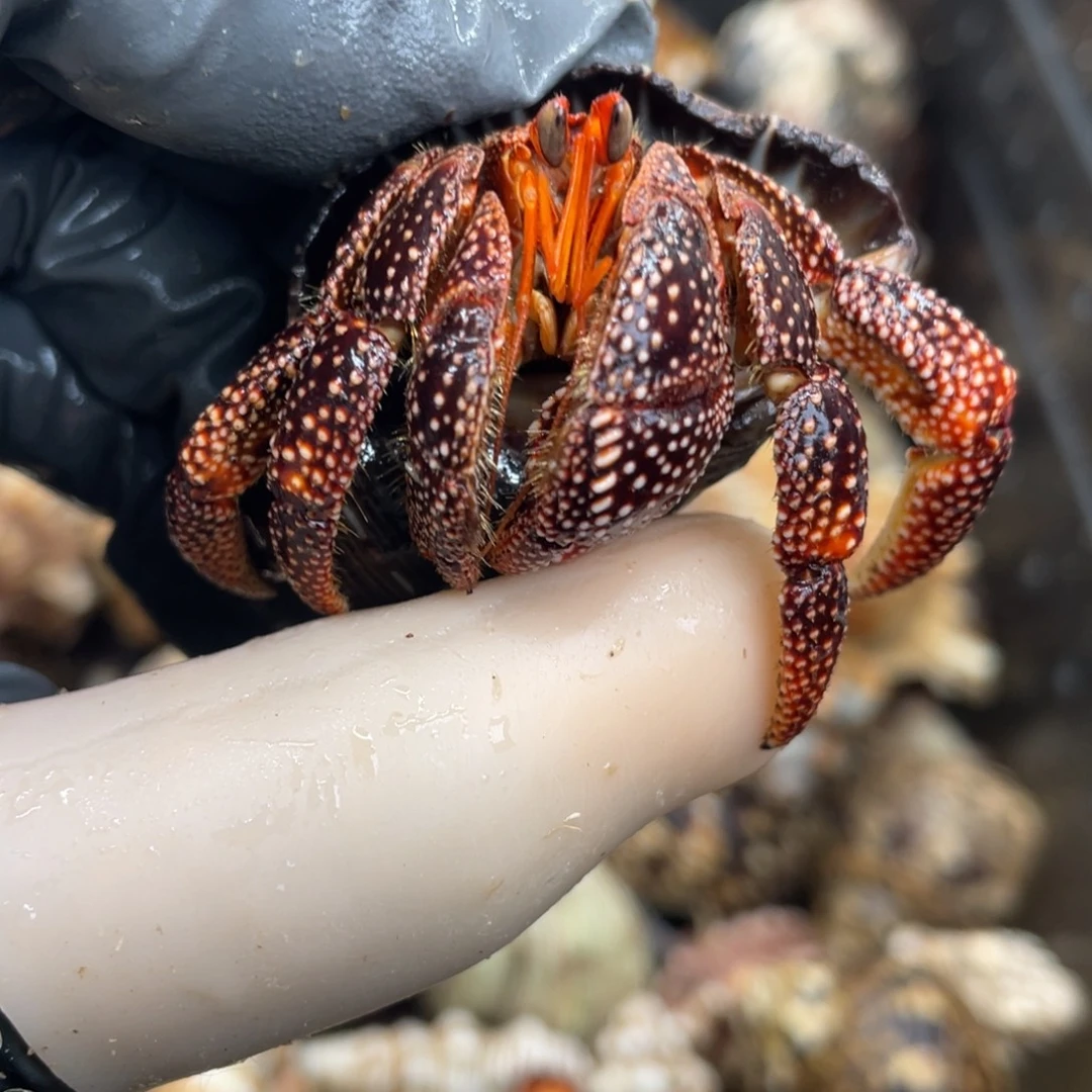 不退不换活体宠物217