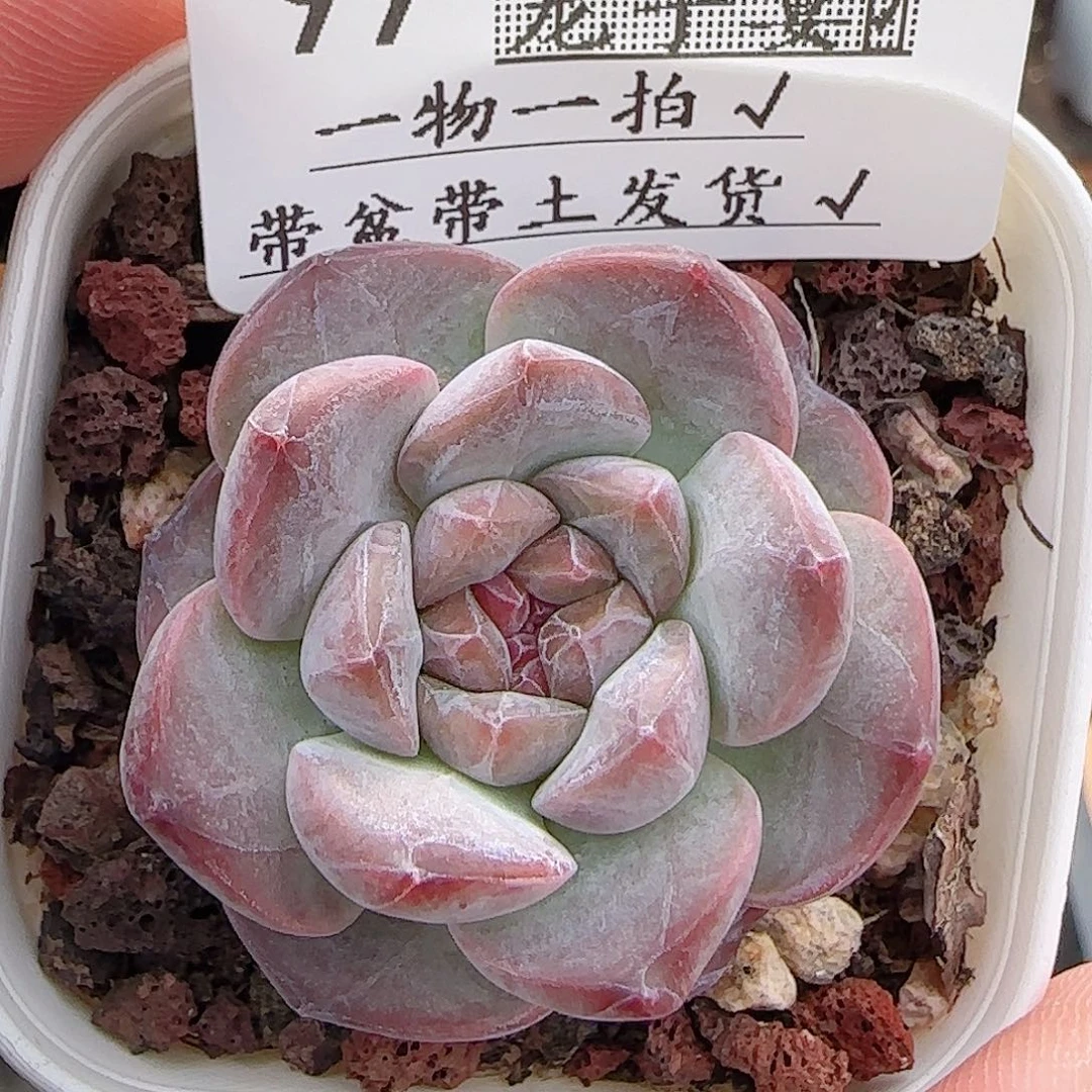 多肉0711-99糖心糖心