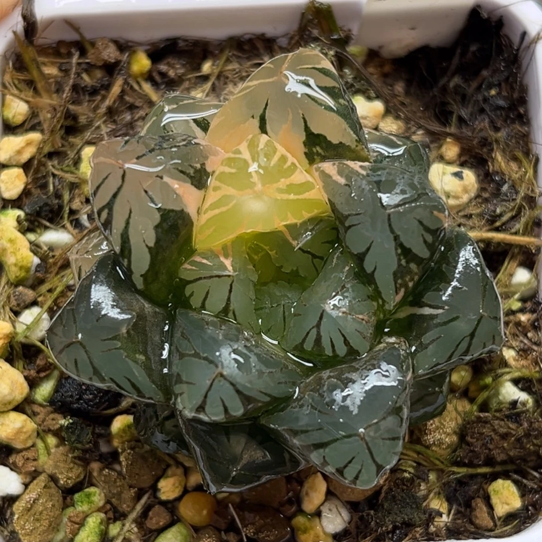 8大窗水晶灯玉露锦福利专场