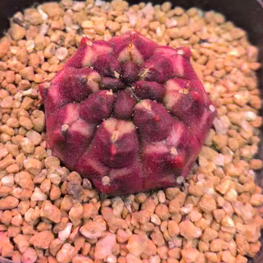 贵货梦想仙人球多肉植物