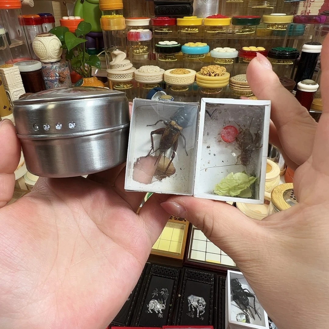 花***帅拉子两个➕双斑蟋蟀➕白虫