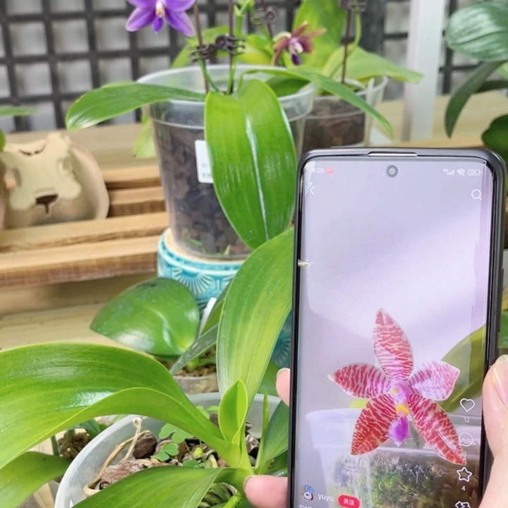 完全开放SWR21HE-蓝路德交象形文字-5寸新双花剑-1863