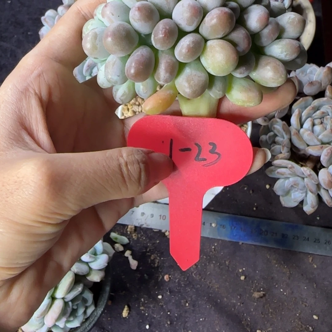 樱****汤圆缀化一物一拍1-23