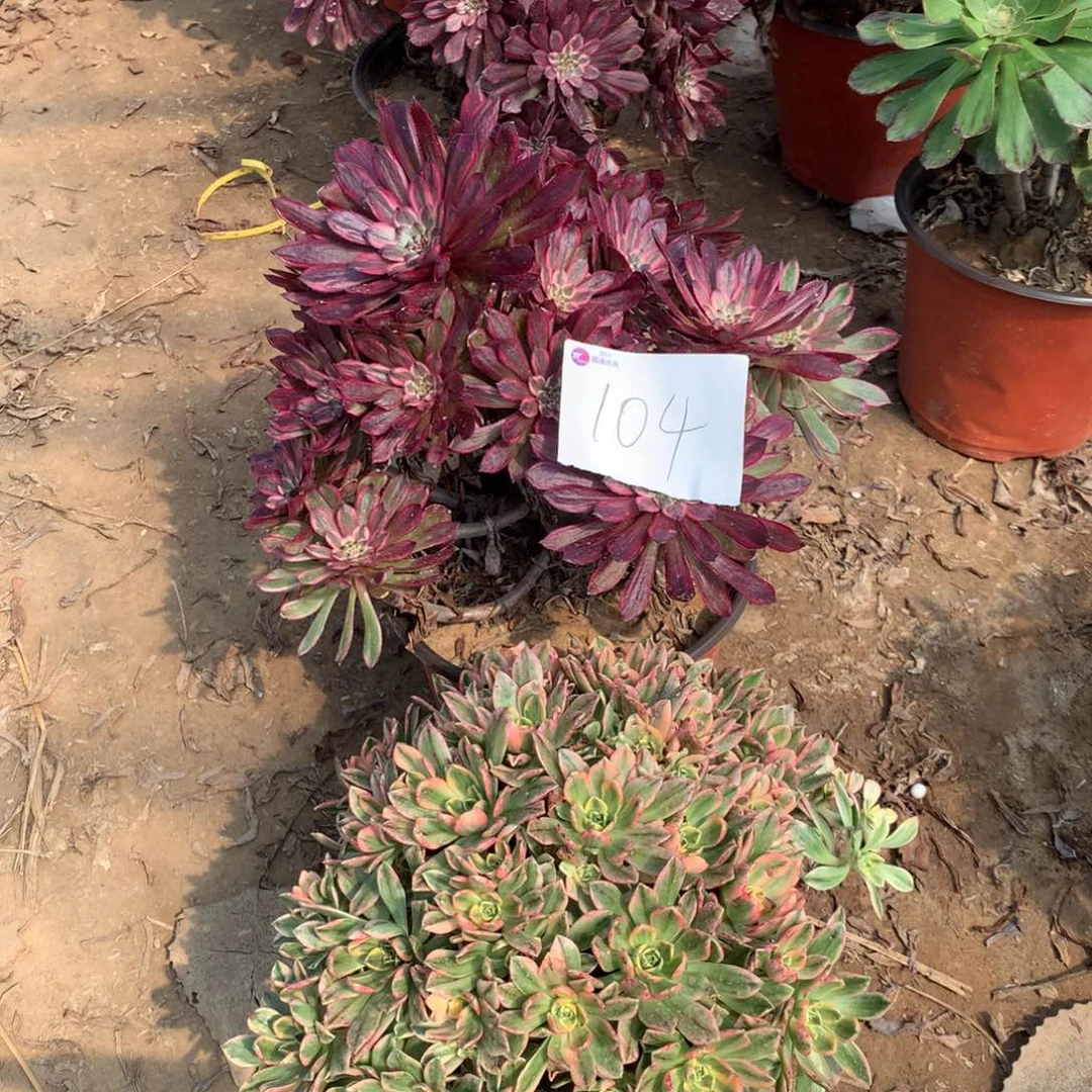 104多肉植物组合盆栽