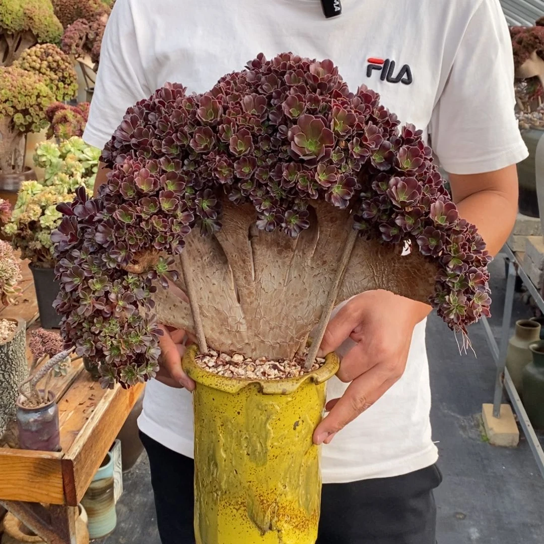 欧紫朵朵缀不带盆土轻微断枝