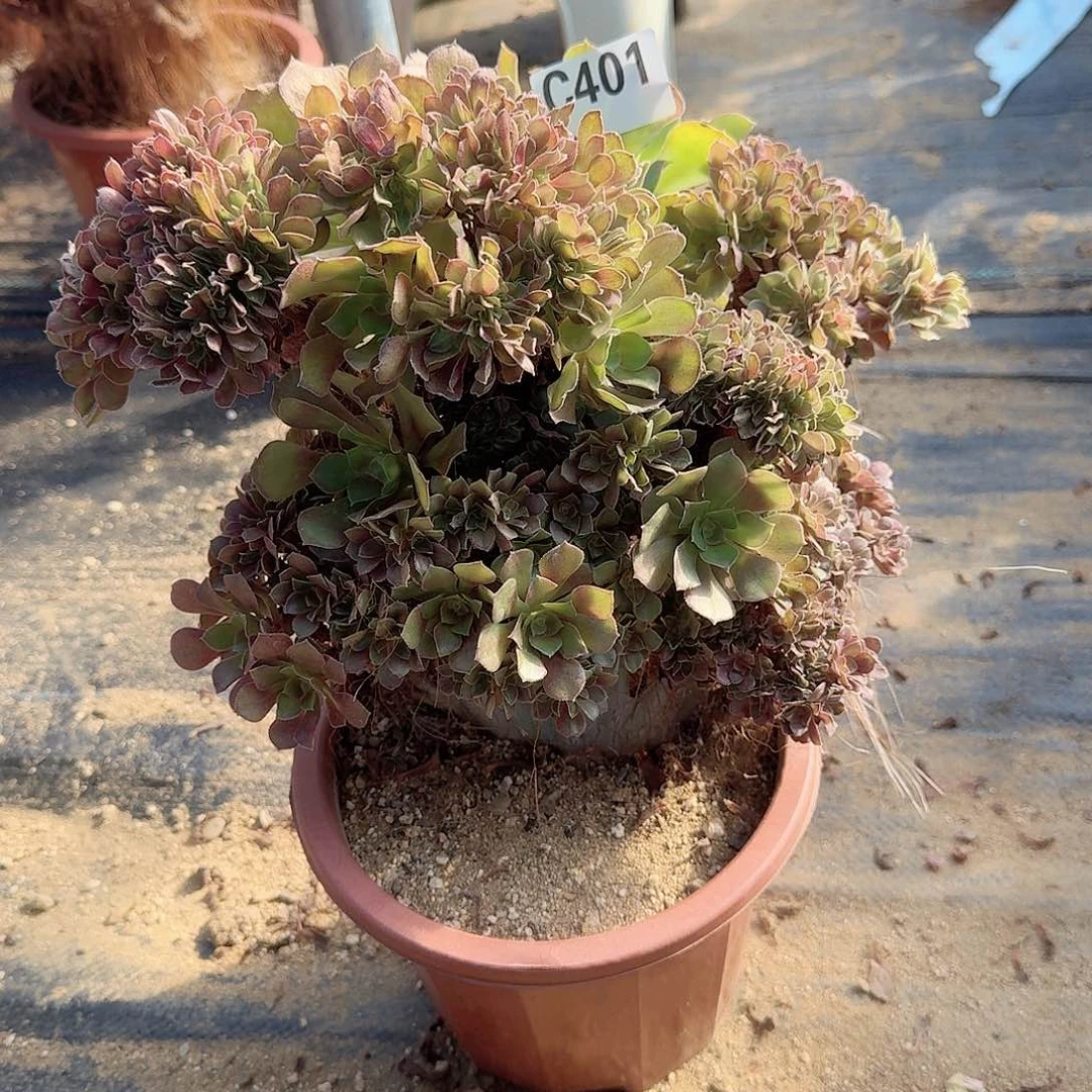 401玫瑰朵朵有伤一颗