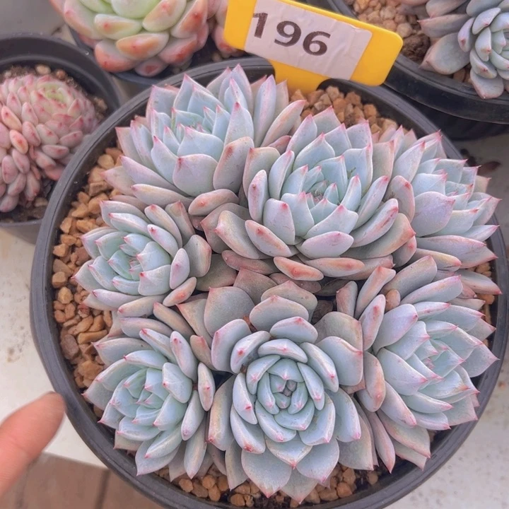 健健康康平平安安