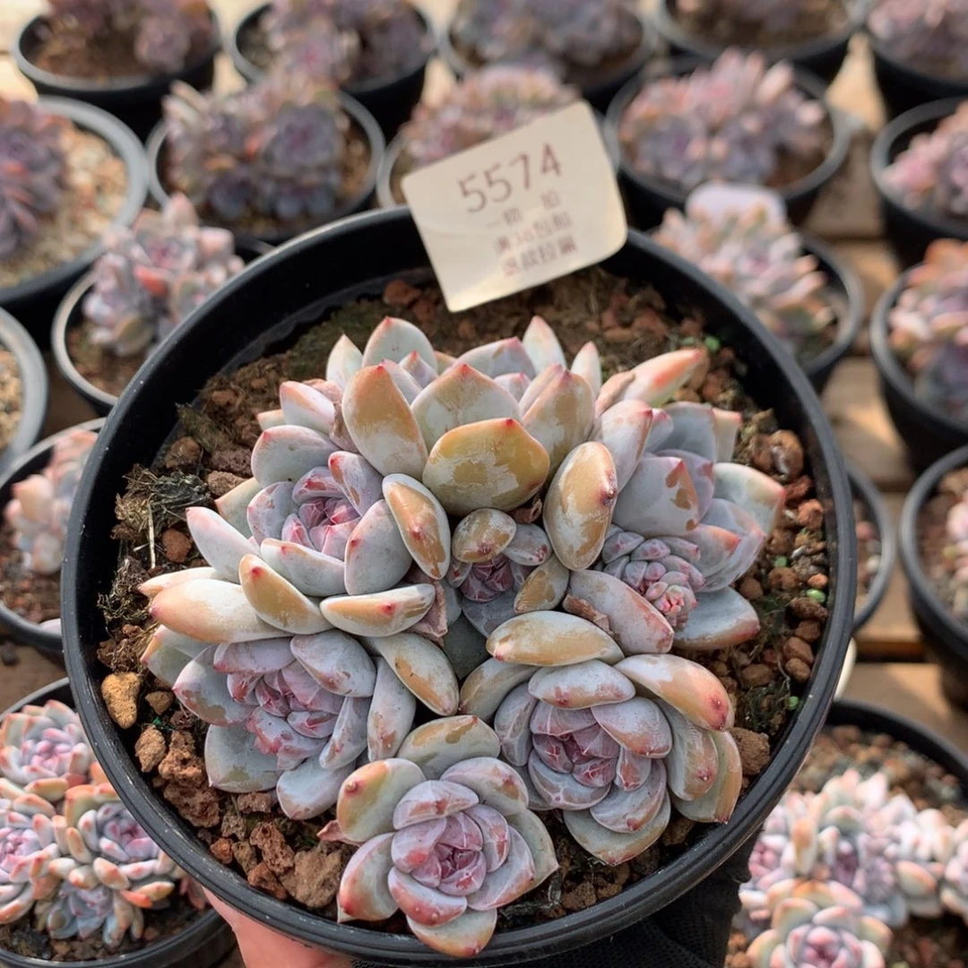 11厘米八头绿底石榴籽 特价 无砍 5574