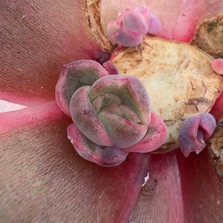 紫水晶侧芽可预订可嫁接