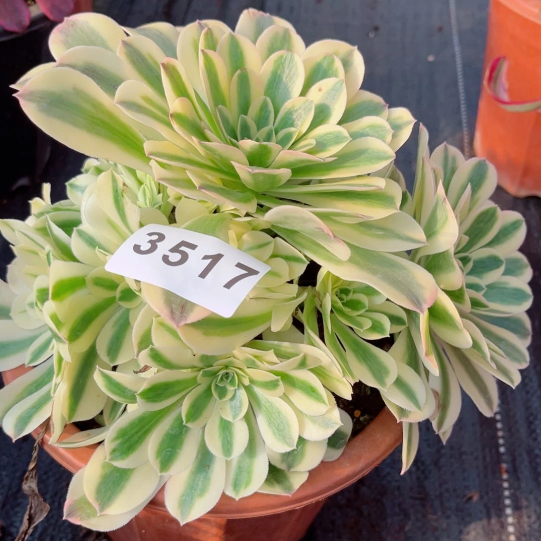 迈巴赫多肉28包邮发货