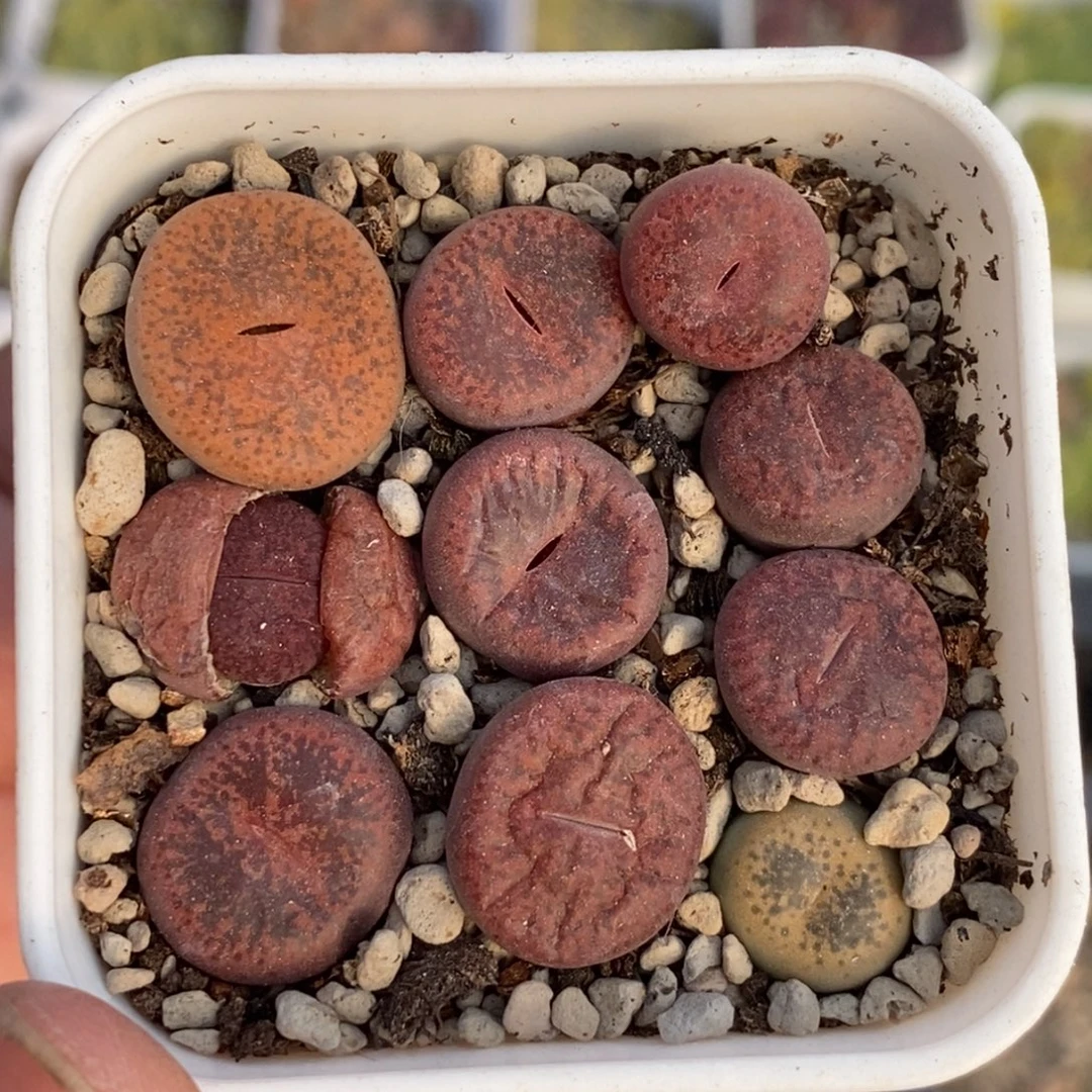 酒红紫薰随机发一盆