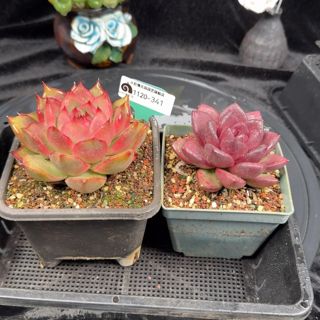 从前慢花园多肉编号1120-341